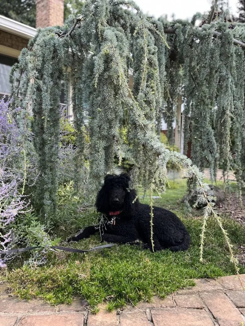 The founder's standard poodle in the garden